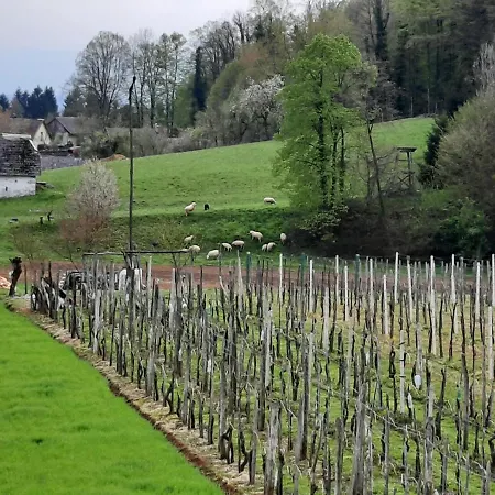 Vineyard Klobcar